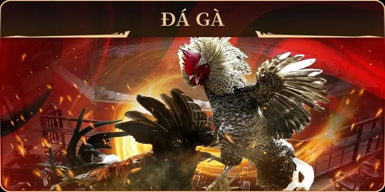 Hướng Dẫn Chi Tiết Cách Chơi Đá Gà GA28 Tại HCM66 Hiệu Quả 2 Hướng Dẫn Chi Tiết Cách Chơi Đá Gà GA28 Tại HCM66 Hiệu Quả