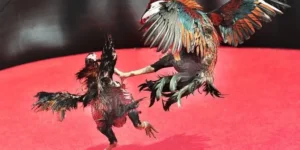 Hướng Dẫn Cách Chơi Đá Gà Sabong Tại HCM66 Chi Tiết