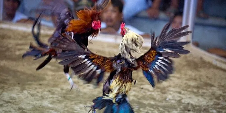 Hướng Dẫn Cách Chơi Đá Gà Sabong Tại HCM66 Chi Tiết 2 Hướng Dẫn Cách Chơi Đá Gà Sabong Tại HCM66 Chi Tiết